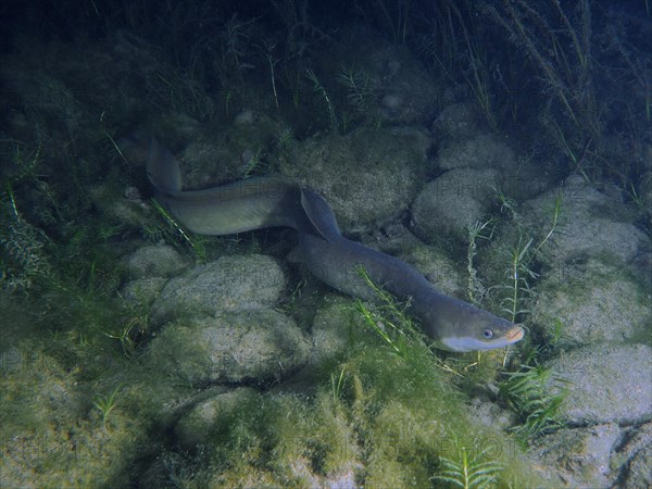 European eel