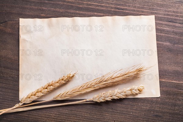 corn of wheat