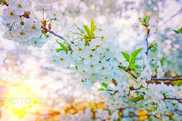 Floral background close up view on cherry blossom instagram style