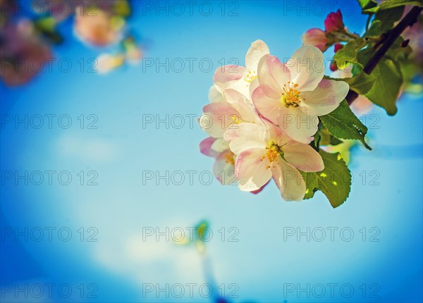 Branch with red white apple tree flowers instagram style