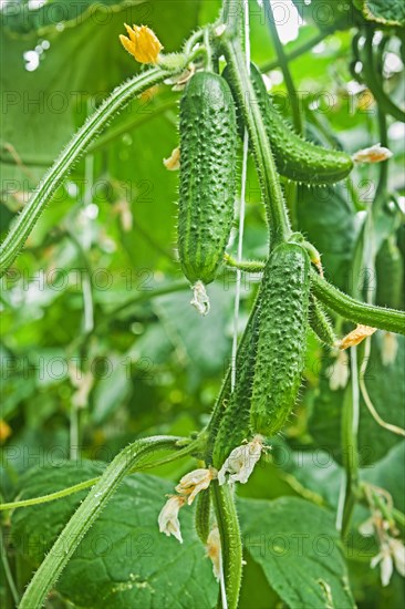 Cucumbers on plants close-up