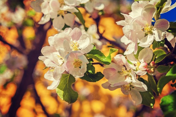 Floral background blossoming flowers of apple tree instagram style