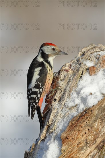 Middle Spotted Woodpecker