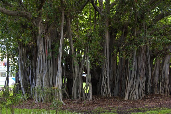 Hanging branches of a strangler fig