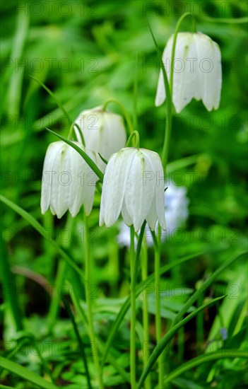 White chess flower