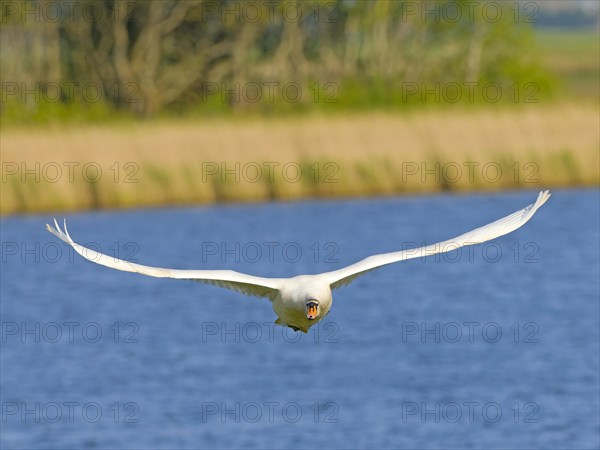 Mute swan