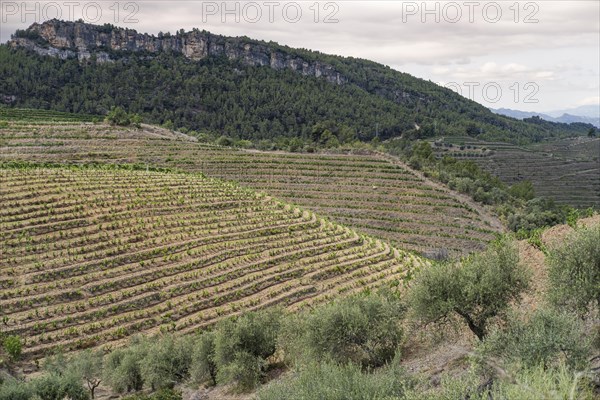 Experience stunning vineyard landscapes in the Priorat wine region