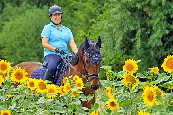 Rider with warmblood in a field of sunflowers