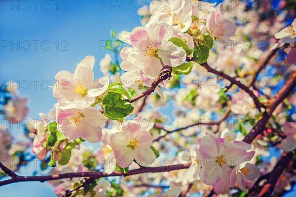 Beauti in nature red apple tree flowers floral background inatagram style