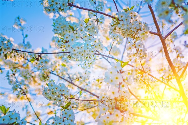 Flowers of blossoming cherry tree on sunrise floral background instagram style