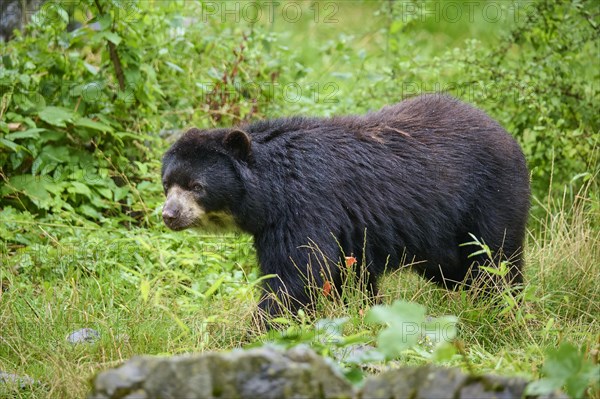 Spectacled bear