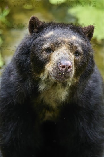 Spectacled bear