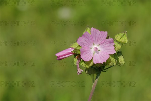 Common mallow