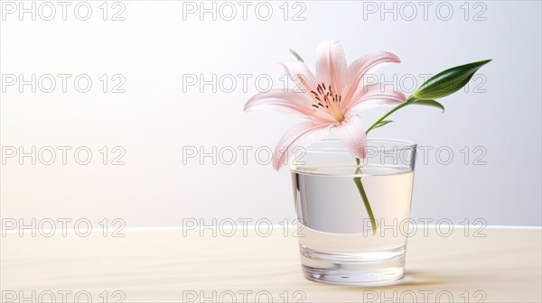 A single pink lily in a clear glass vase filled with water