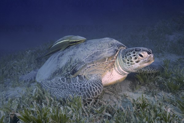 Green turtle