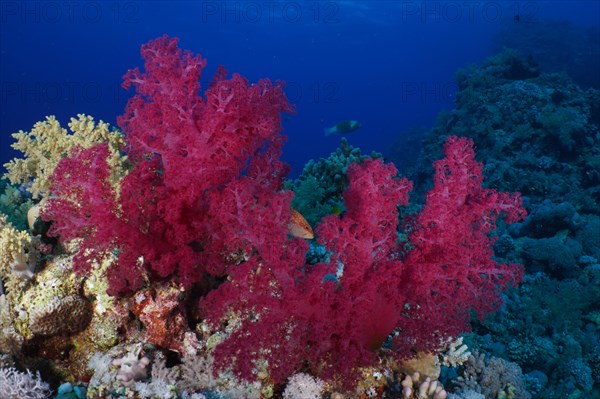 Klunzinger's tree coral