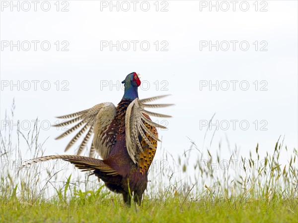 Pheasant