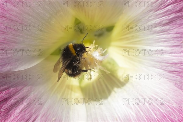 Buff tailed bumble bee