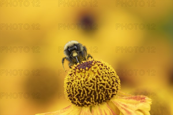 Red-tailed bumble bee