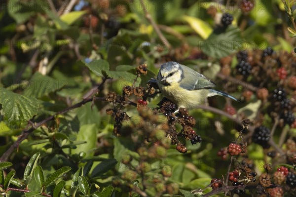 Blue tit