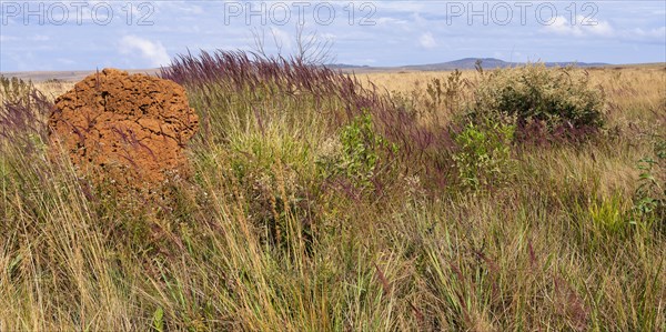 Serra da Canastra landscape with Melinis minutiflora herbs