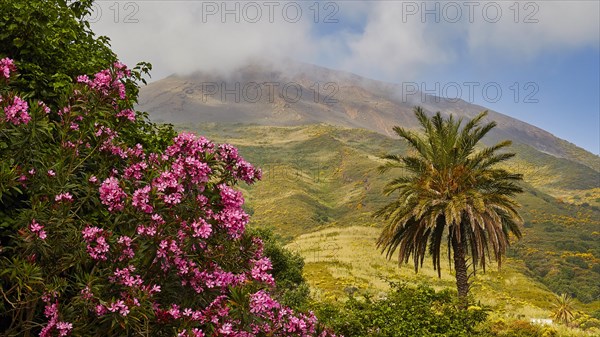 Oleander