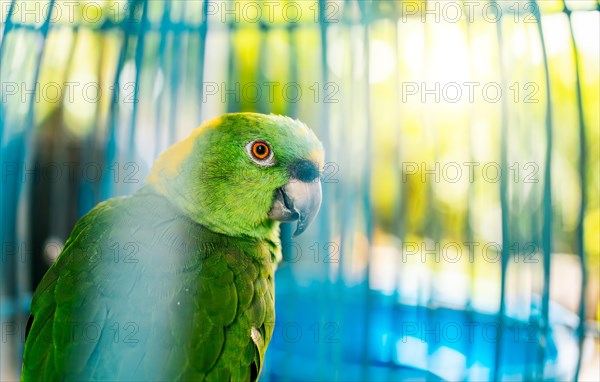 Close up of a beautiful green parrot looking at camera. Portrait of beautiful yellow-naped parro