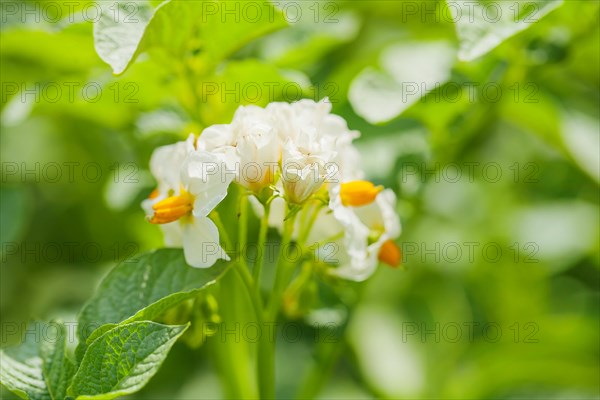 Blossoming of potato