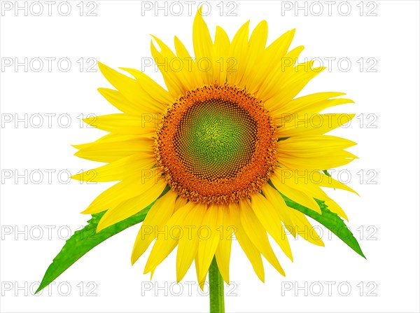 A sunflower insulates