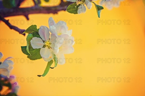 Apple tree flower on yellow background instagram style