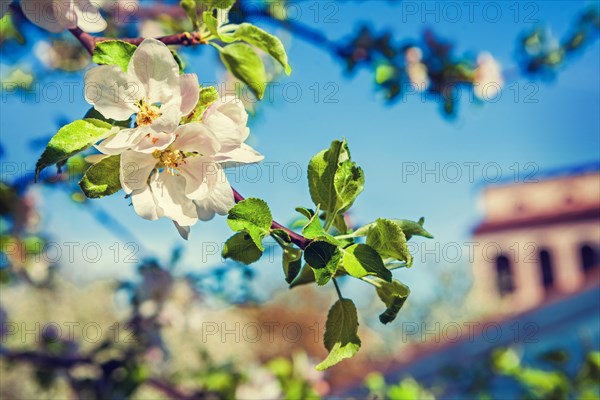 Blossom of apple tree inatagram style