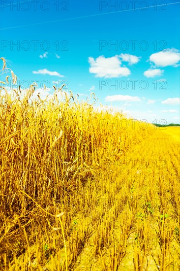 Wheat field at harvest