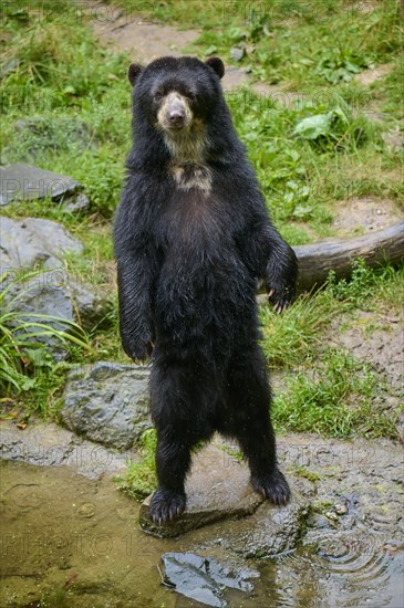 Spectacled bear