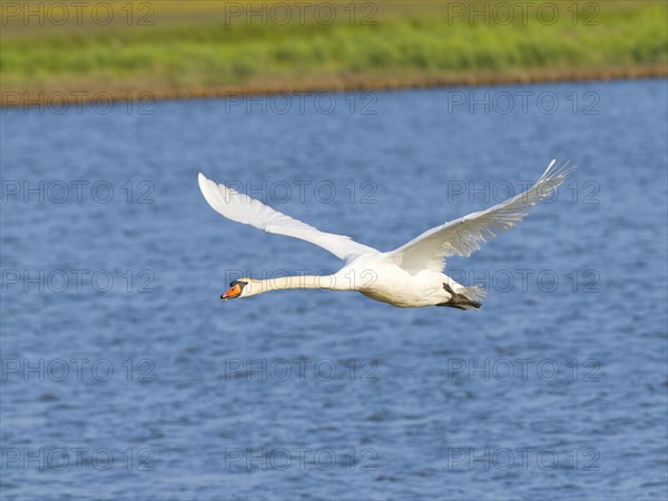 Mute swan