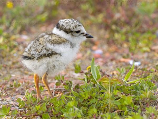 Ringed Plover