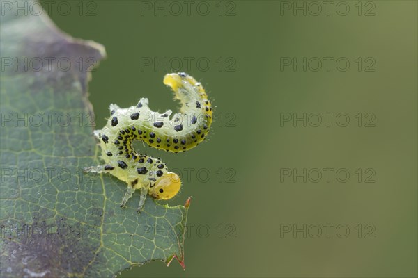 Large rose sawfly