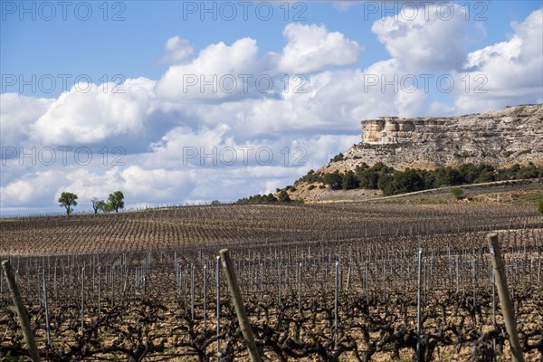 Landscape of vineyards in the Ribera del Duero appellation area in the spring in the province of Valladolid in Spain