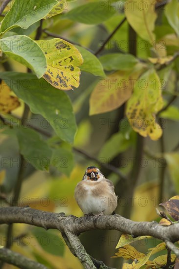 European goldfinch