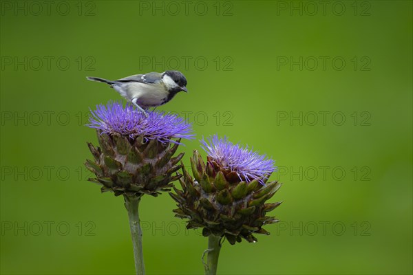 Great tit