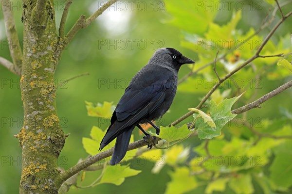 Western jackdaw