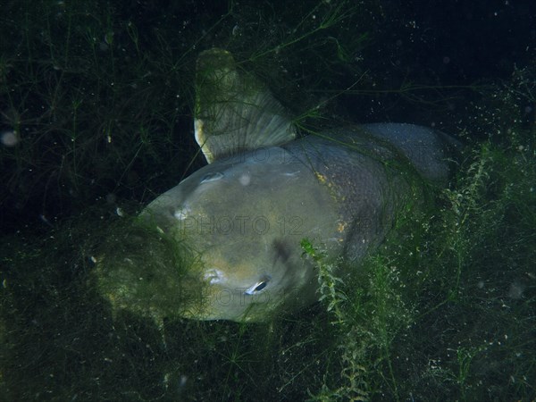 A barbel