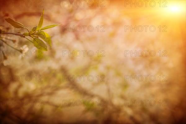 Plant of cherry tree on blurred background in sunrise misty garden