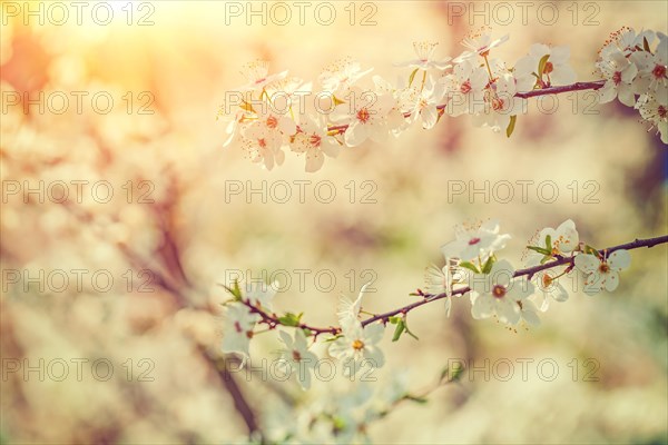 Blossoming cherry branches on a blurred background