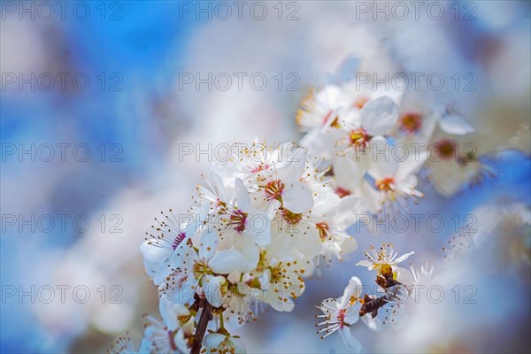 Blossoming branch of cherry tree on blurred bright background instagram style