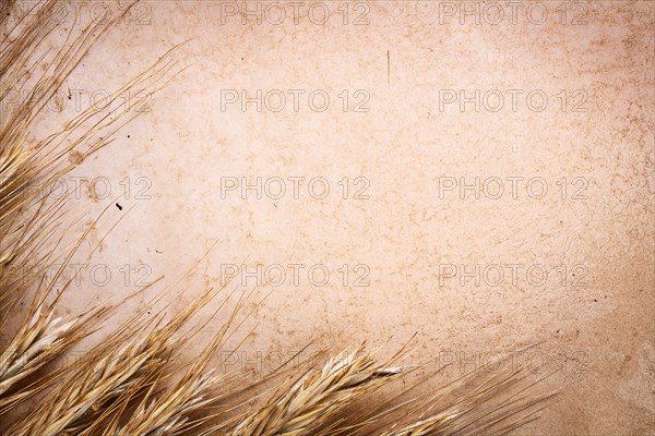 Copyspace background ears of corn on vintage blank paper with space for your text