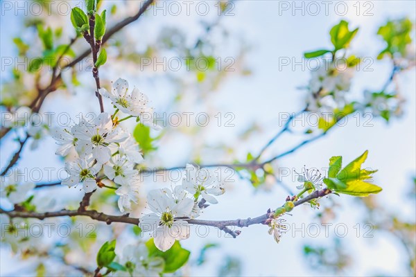Floral background blossoming spring cherry tree with white flowers instagram style