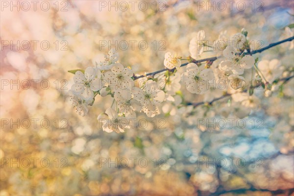 Small branch of a blossoming cherry on a blurred background