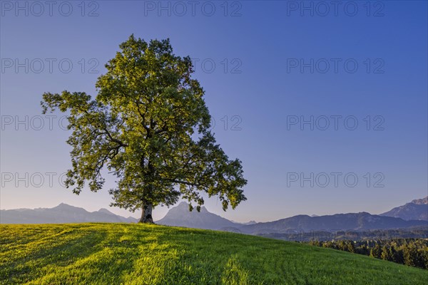 Single English oak