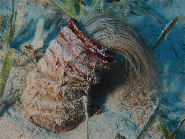 Tube-dwelling anemone