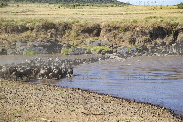 Wildebeest